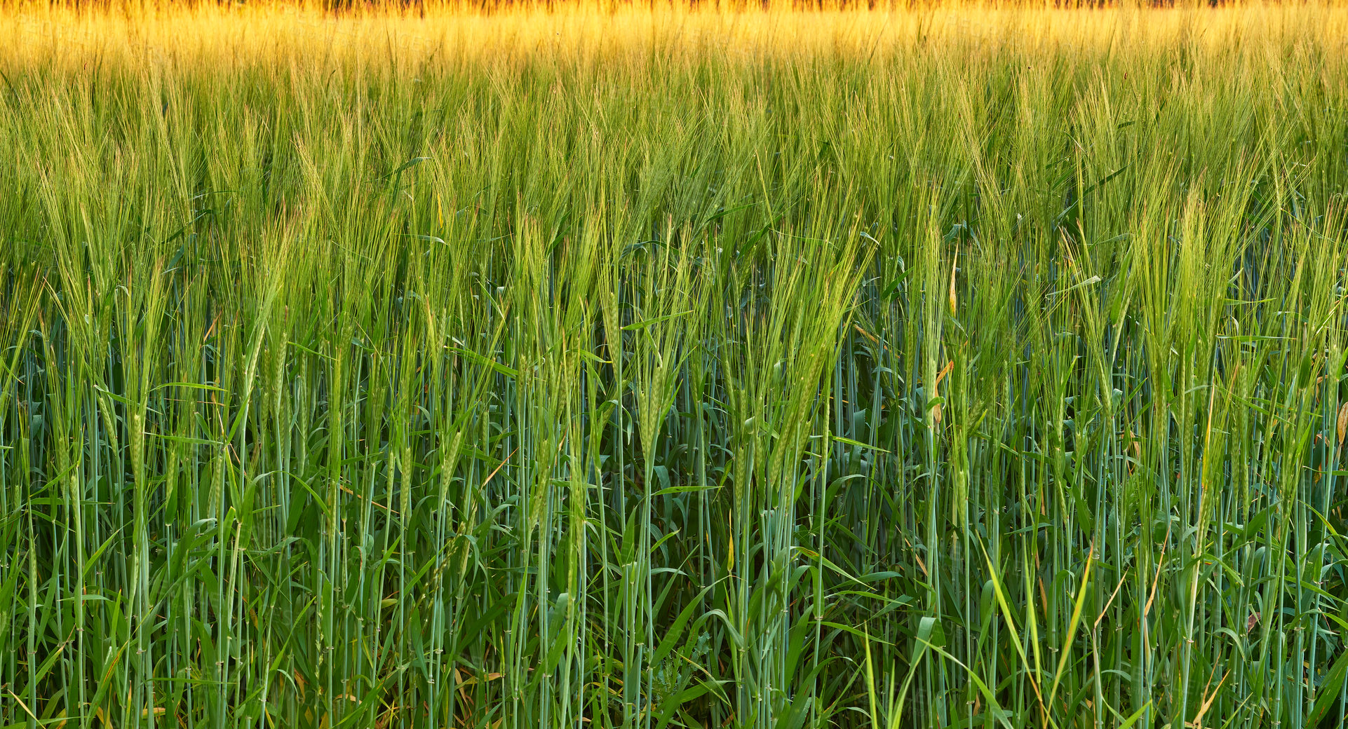 Buy stock photo Agriculture, grain and green wheat field at farm in nature for sustainability, ecology or growth. Outdoor, organic and plants in countryside with crops for food production in environment in Denmark