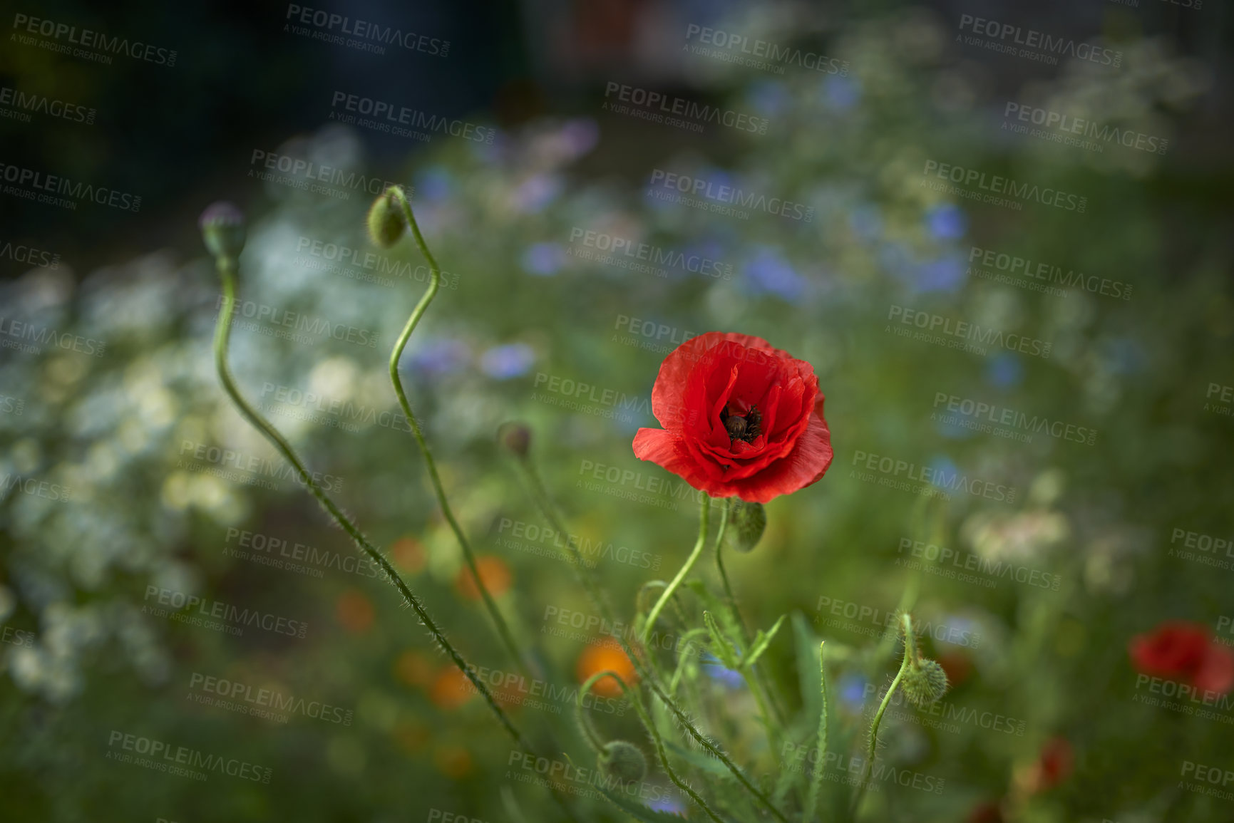 Buy stock photo Images from the Kingdom of Denmark