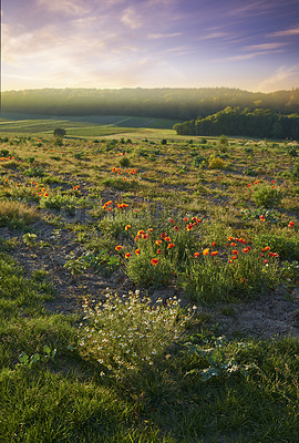 Buy stock photo Nature, grass and flowers in field for landscape, sustainable and eco friendly environment. Conservation, natural and purple floral plants on lawn in forest or woods for destination in Denmark.