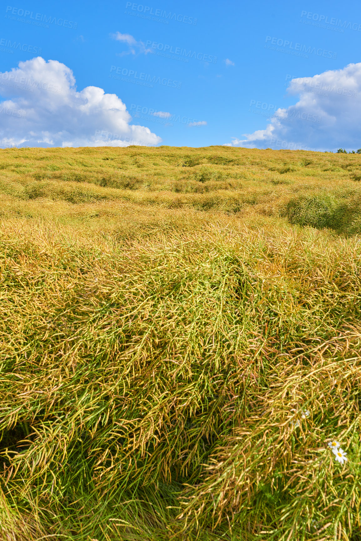 Buy stock photo Nature, landscape and growth of grass, forest and eco friendly for tourism of location or sustainability. Outdoor, travel and destination for vacation, view and adventure in environment, wild and USA