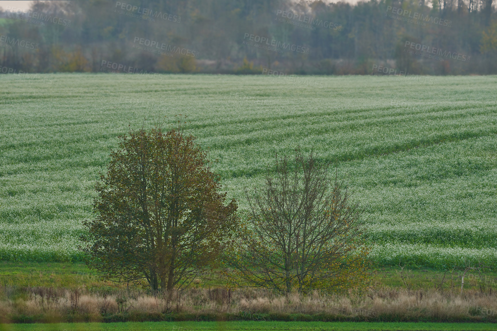 Buy stock photo Landscape, farm and field in countryside, growth and environment for plantation, eco friendly and outdoor. Trees, agriculture and plants for cultivation in nature, scenery or sustainability for crops