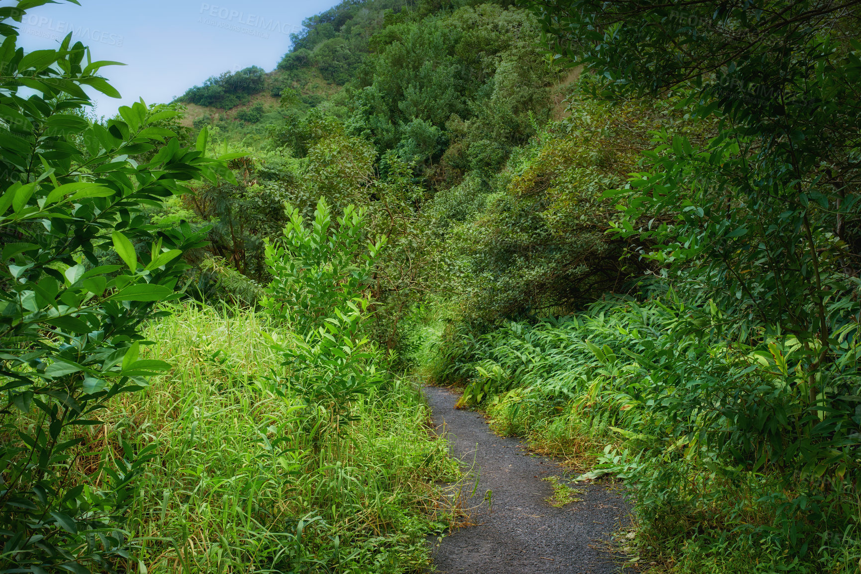 Buy stock photo Images from Oahu - The state of Hawaii.