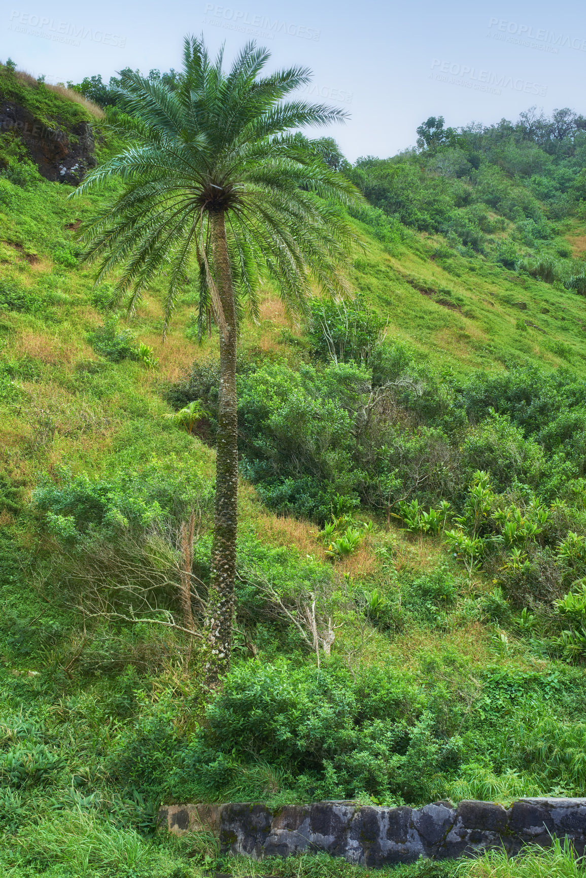 Buy stock photo Forest, tree and landscape of hill with plants for travel location, sightseeing destination and holiday break. Date palm, outdoor and eco friendly background in countryside for adventure and scenery
