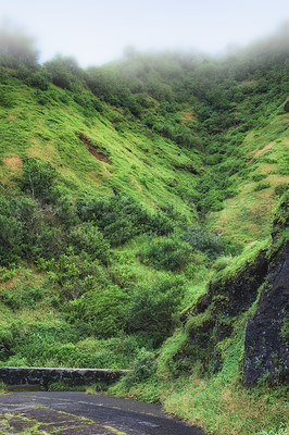 Buy stock photo Jungle, path and trees for peace in nature, sustainable environment and oxygen production on trip. Travel, trail and mountain green for calm on vacation in Hawaii, eco friendly woods and relaxing