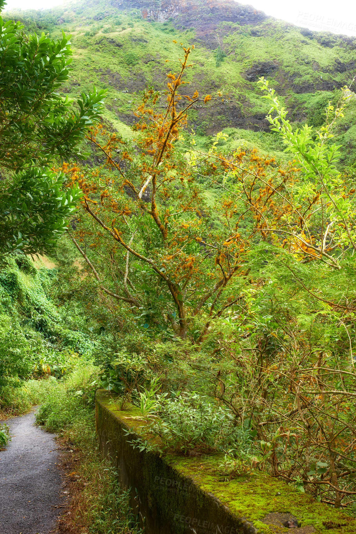 Buy stock photo Forest, path and trees for peace in nature, sustainable environment and oxygen production on trip. Travel, trail and mountain green for calm on vacation in Hawaii, eco friendly woods and relaxing