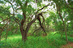 Photos of Oahu jungle - Hawaii