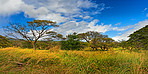 Photos of Oahu jungle - Hawaii