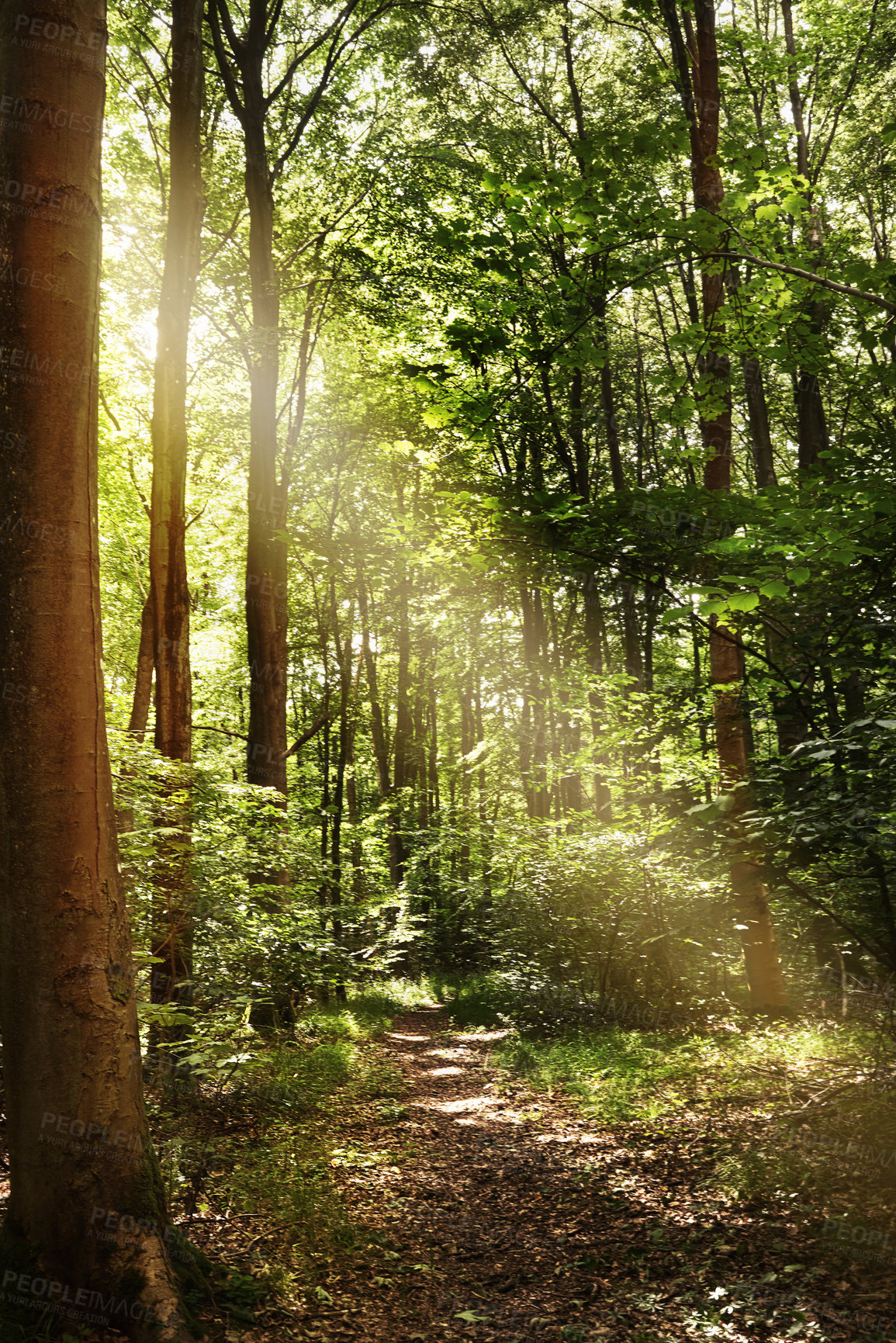 Buy stock photo Still life shot of a forest landscape