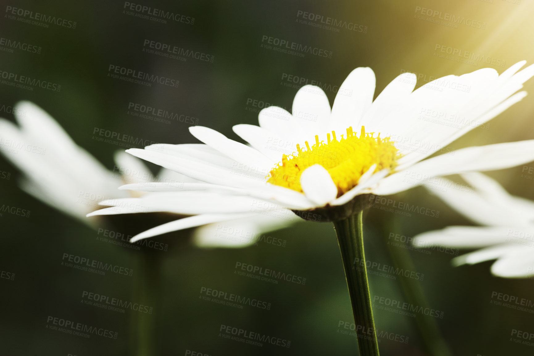 Buy stock photo Still life shot of white daisies in bloom