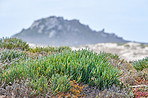 Rocky coast - Western Cape