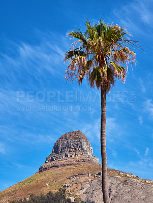 Buy stock photo Copy space with Lions Head mountain in Cape Town, South Africa and a tall palm tree against a blue sky background. Beautiful and scenic panoramic of an iconic landmark and famous travel destination