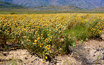 Cedarberg Wilderness Area  - South Africa