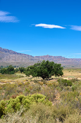 Buy stock photo The Cederberg Wilderness Area, managed by Cape Nature Conservation, is a wonderfully rugged mountain range about 200km north of Cape Town. Largely unspoiled, this designated wilderness area is characterised by high altitude fynbos and, not surprisingly, considering the name, sizeable cedar trees.