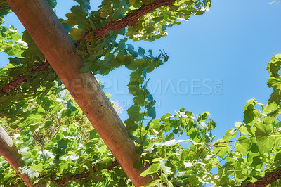 Buy stock photo Photo from wineyards of the Stellenbosch district  , Western Cape Province, South Africa.