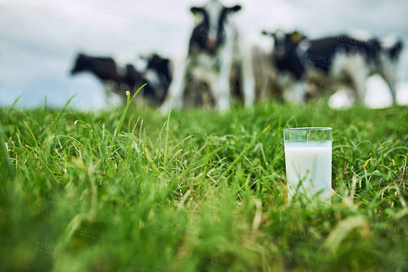 Buy stock photo Field, closeup glass of milk and cows in the background of a farm. Farming or cattle, dairy or nutrition and agriculture landscape of green grass with livestock or animals in countryside outdoors