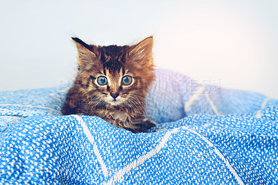 Buy stock photo Studio shot of an adorable tabby kitten sitting on a soft blanket