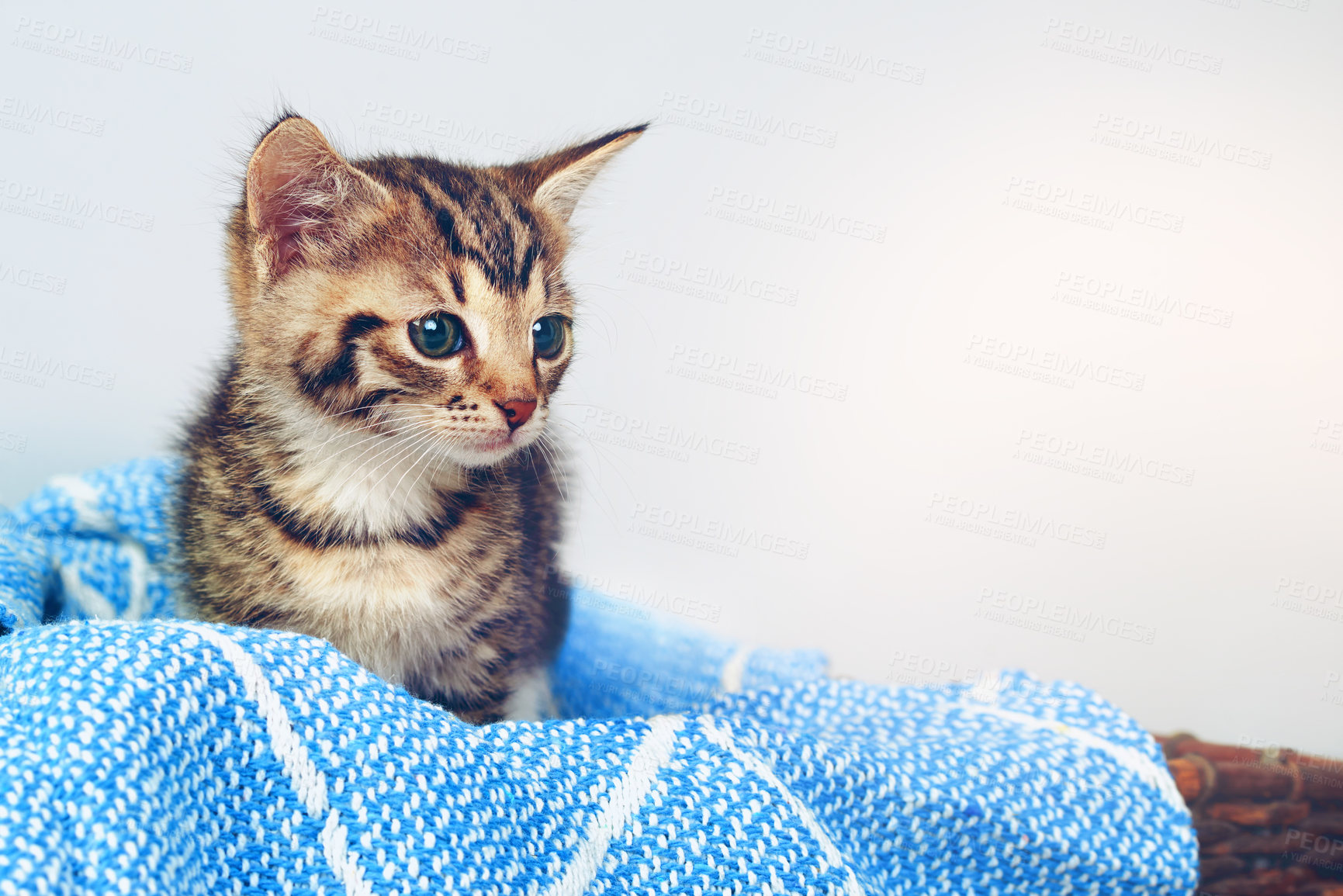 Buy stock photo Cute, pet and care with kitten in box for adorable, emotional support and cozy protection. Furry mammal, comfortable and domestic feline with cat and relax for adoption, animal rescue or loyal mockup