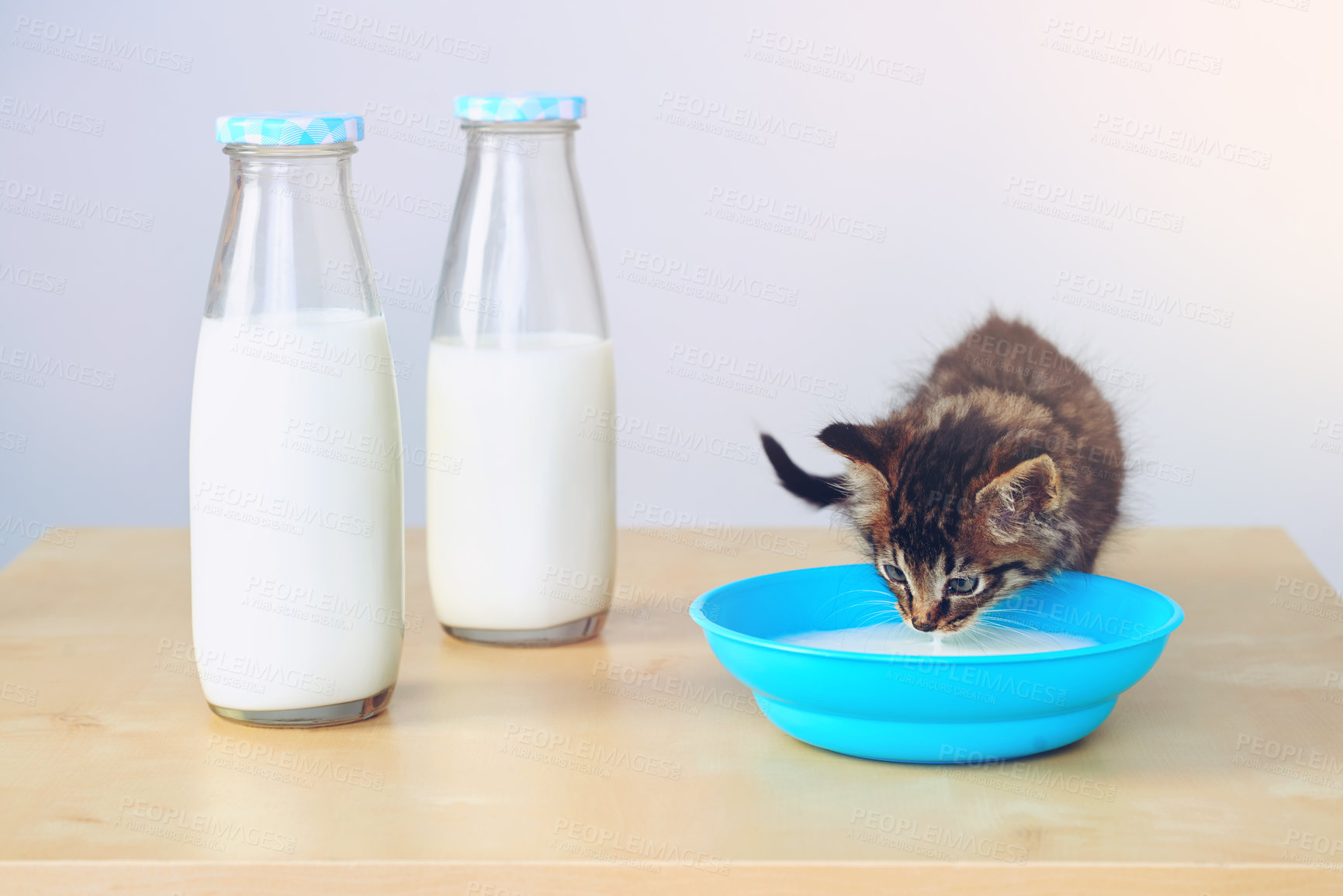 Buy stock photo Kitten, animal and bowl in living room with milk for formula, growth development or nutrition with feeding. Bottle, thirsty and cat with container for digestive health, hungry or wellness in home