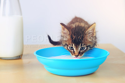 Buy stock photo Cat, pet and bowl in living room with milk for formula, growth development or nutrition with feeding. Animal, thirsty and kitten with container for digestive health, hungry or wellness in home