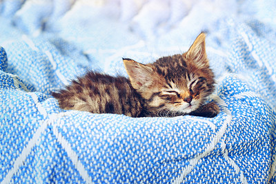 Buy stock photo Cute, pet and sleeping with kittens in box for adorable, emotional support and cozy protection. Furry mammal, dreaming and domestic feline with cat and relax for adoption, animal rescue or loyal