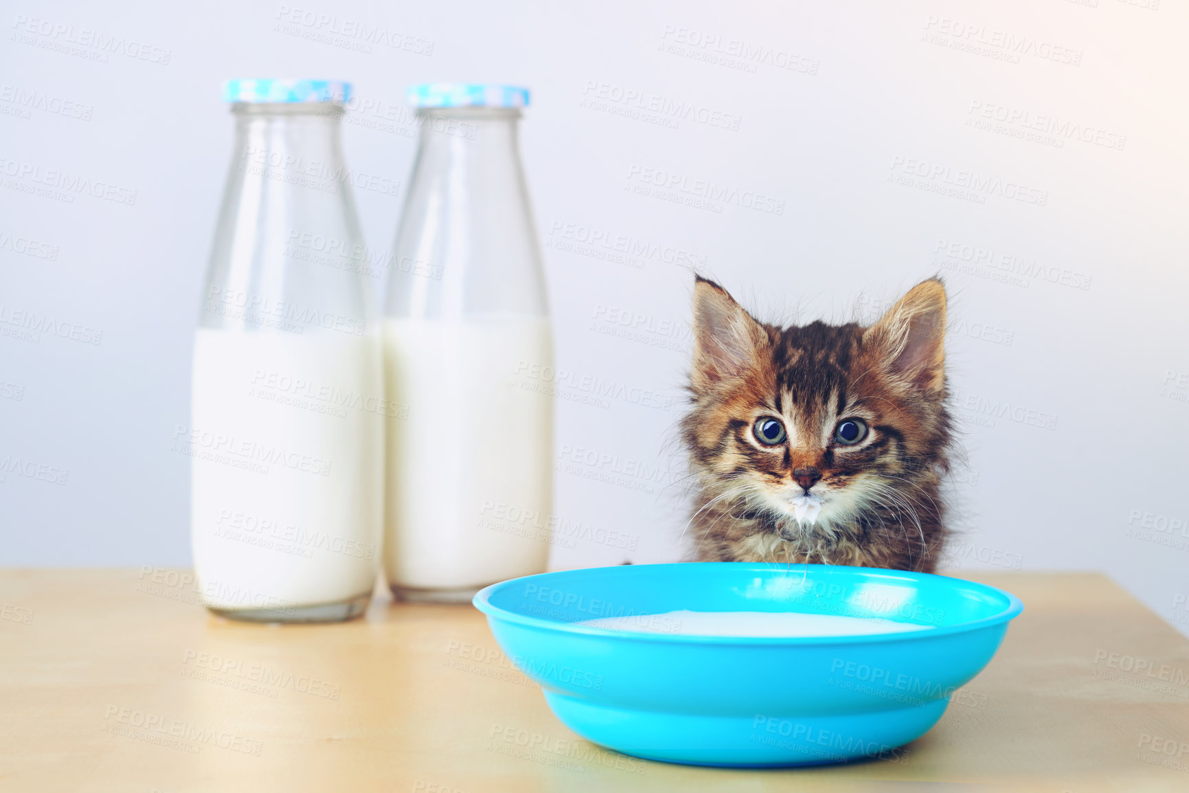 Buy stock photo Studio shot of an adorable tabby kitten drinking milk from a bowl on a table