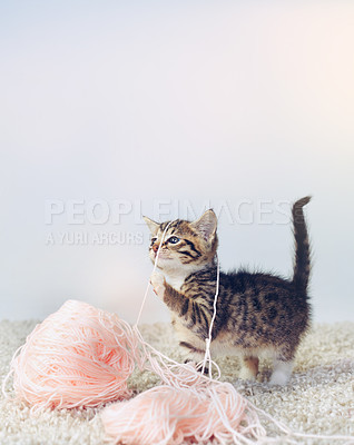 Buy stock photo Studio shot of an adorable tabby kitten playing with a ball of wall