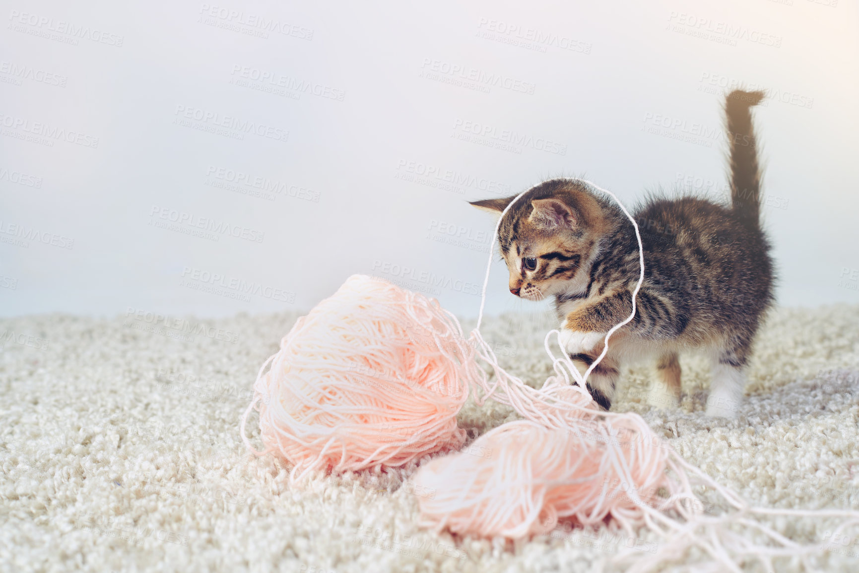 Buy stock photo Cute, pet and yarn with kitten on floor for adorable, emotional support and playful. Furry mammal, comfortable and domestic feline with cat and relax for adoption, animal rescue or loyal mockup