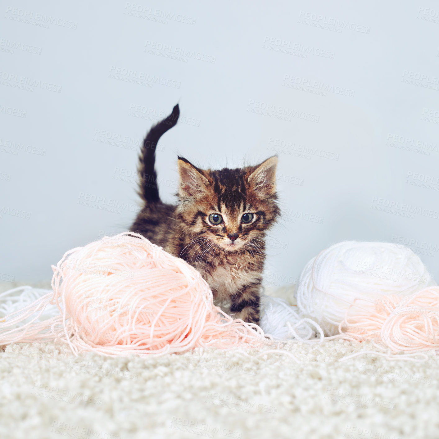 Buy stock photo Studio shot of an adorable tabby kitten playing with a ball of wall