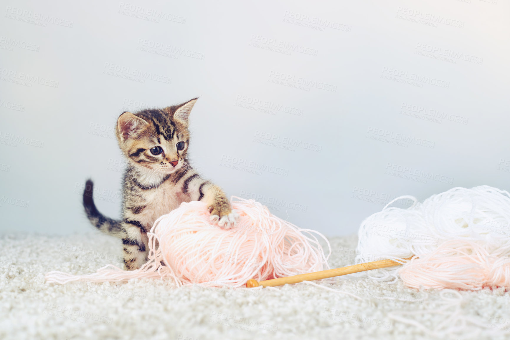 Buy stock photo Cute, pet and adorable with kitten and yarn for young, emotional support and playful. Furry mammal, comfortable and domestic feline with cat and relax for adoption, animal rescue or loyal mockup 