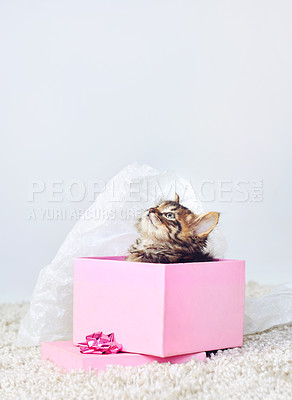 Buy stock photo Kitten, inside box and fur in studio for gift, adoption and present from pet shop. Baby animal, pink cardboard and adorable with package for new home, protection and safety on carpet for love