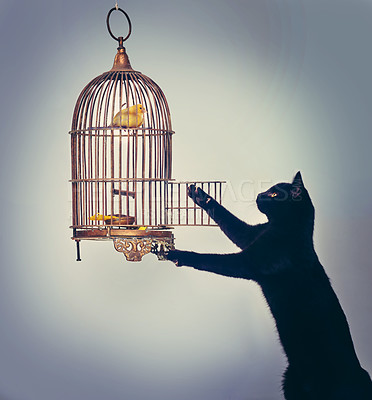 Buy stock photo Studio shot of a black cat trying to catch a yellow bird from it’s cage