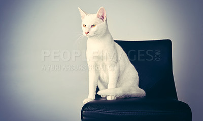 Buy stock photo Cute, pet and care with cat in chair for adorable, emotional support and cozy protection. Furry mammal, comfortable and domestic feline with animal and relax for adoption, rescue or loyal mockup