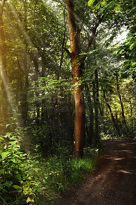 Buy stock photo Still life shot of a forest landscape