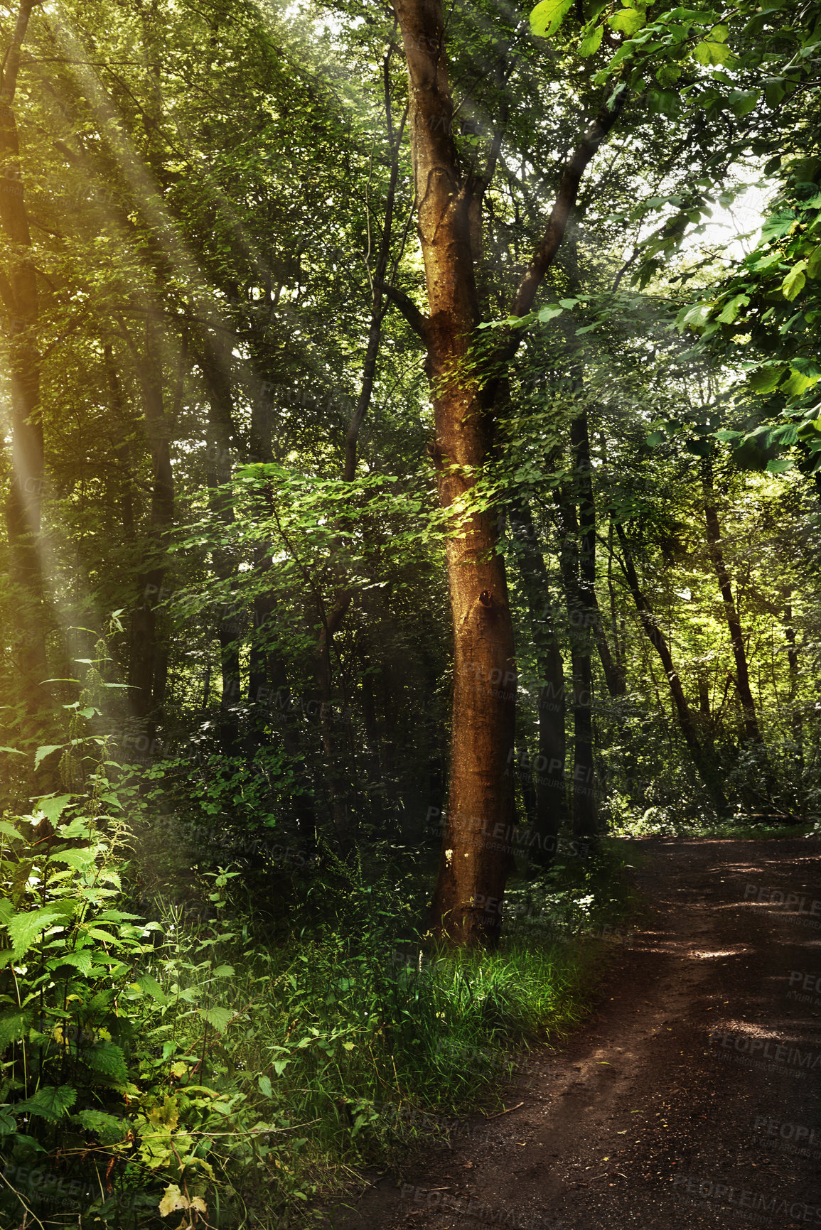 Buy stock photo Still life shot of a forest landscape