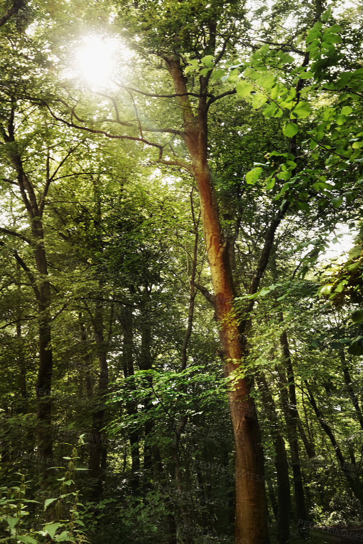 Buy stock photo Still life shot of a forest landscape