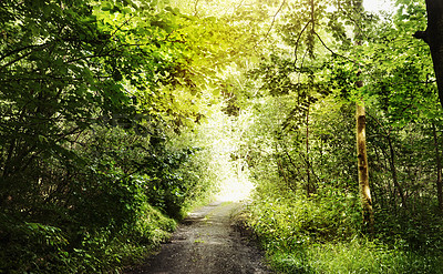 Buy stock photo Still life shot of a forest landscape