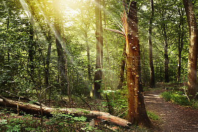 Buy stock photo Still life shot of a forest landscape