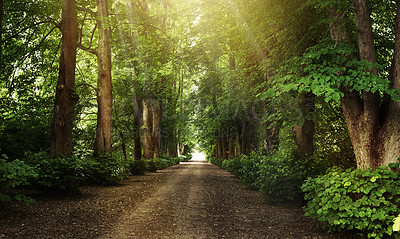 Buy stock photo Still life shot of a forest landscape