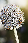 Collecting nectar for honey