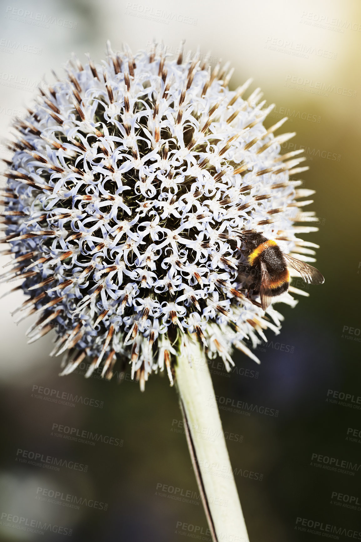 Buy stock photo Still life shot of a bee on a flower