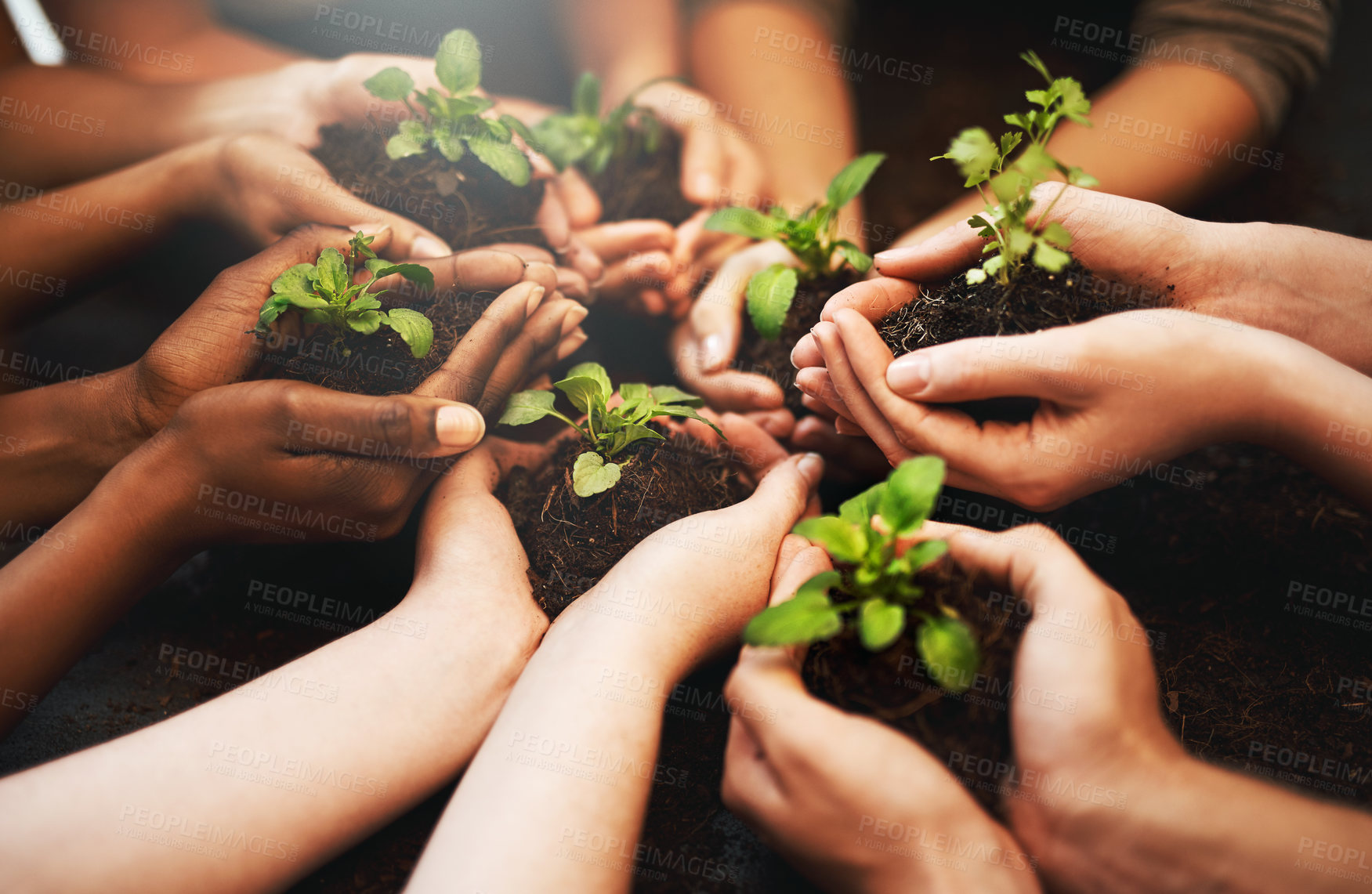 Buy stock photo Hands together, plant soil and nature growth with sustainability and community work. People, green leaf and environment project for gardening, farming and sustainable eco dirt for agriculture