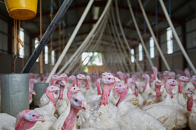 Buy stock photo Shot of a flock of turkeys grouped together in a barn where they get fed