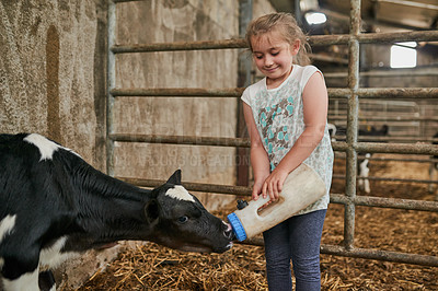 Buy stock photo Cropped shot of an adorable little girl feeding a calf in a dairy farm