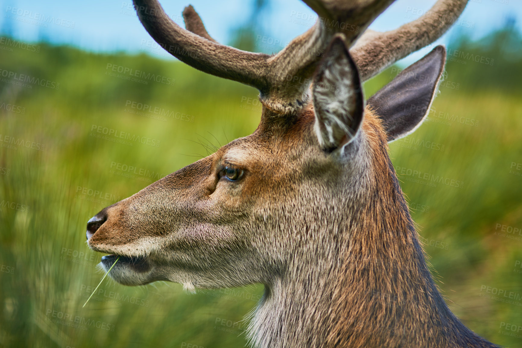 Buy stock photo Sustainability, farm and reindeer in field, eating and animal with countryside, grass and ecology. Nature, pasture and buck grazing for agriculture, livestock and summer morning on ranch environment