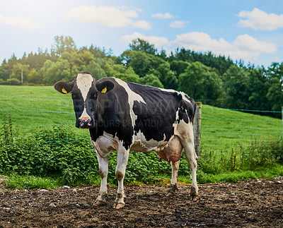Buy stock photo Full length shot of a cow standing on a dairy farm