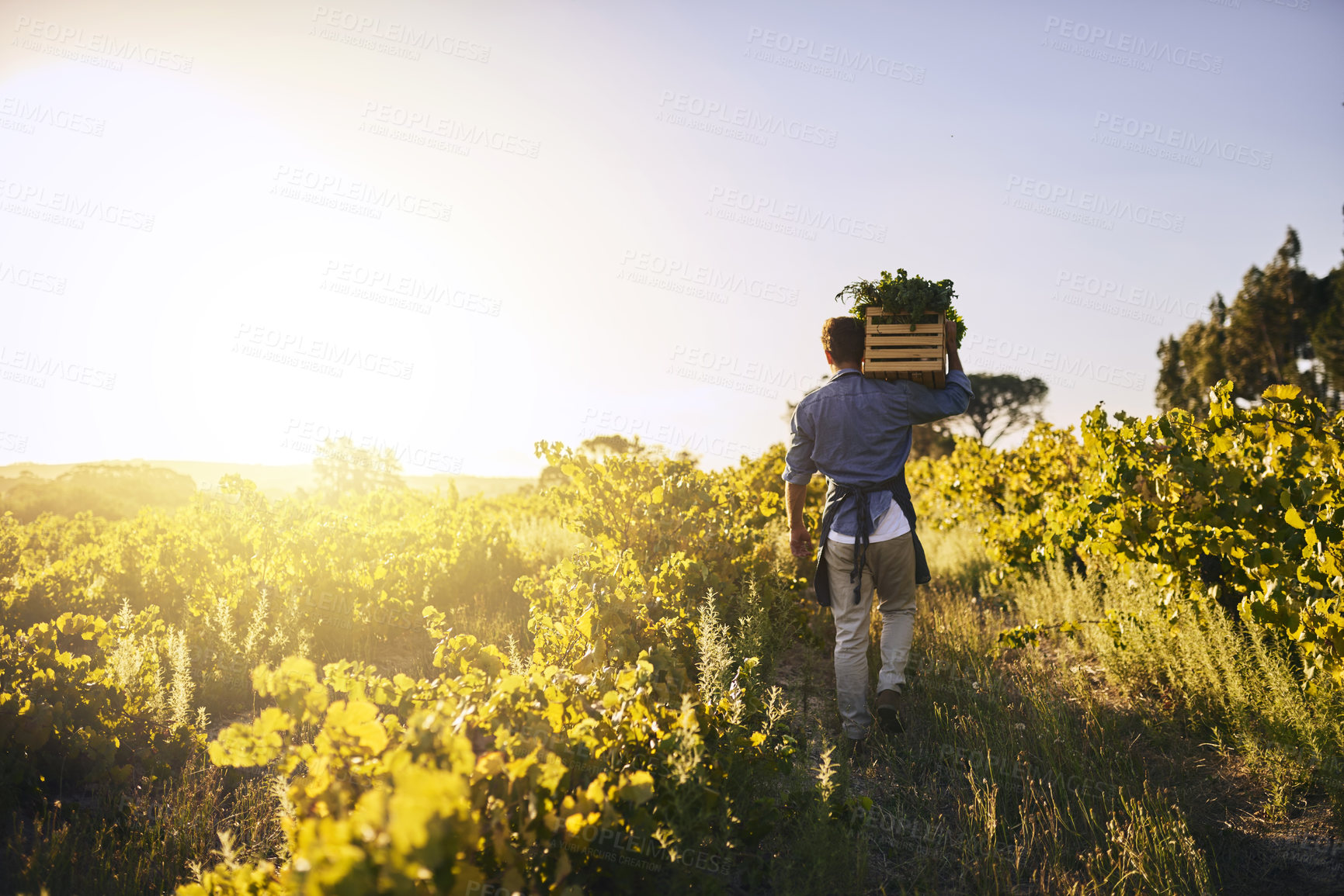 Buy stock photo Rearview shot of a young man holding a crate full of freshly picked produce on a farm