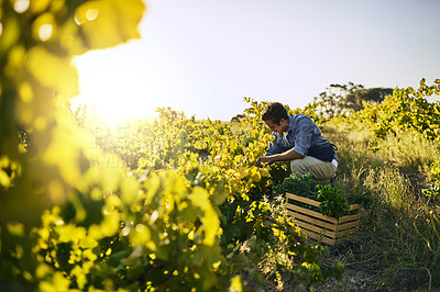 Buy stock photo Shot of a young man tending to his crops on a farm