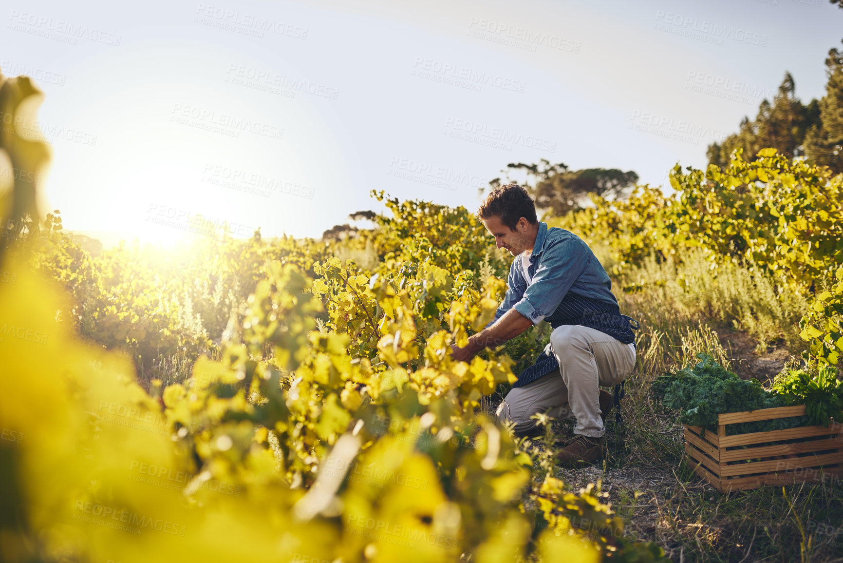 Buy stock photo Sustainability, farm and man with vegetables, natural produce and organic food in green field. Agriculture, agribusiness and farmer with crate for eco friendly work, gardening and crop harvesting