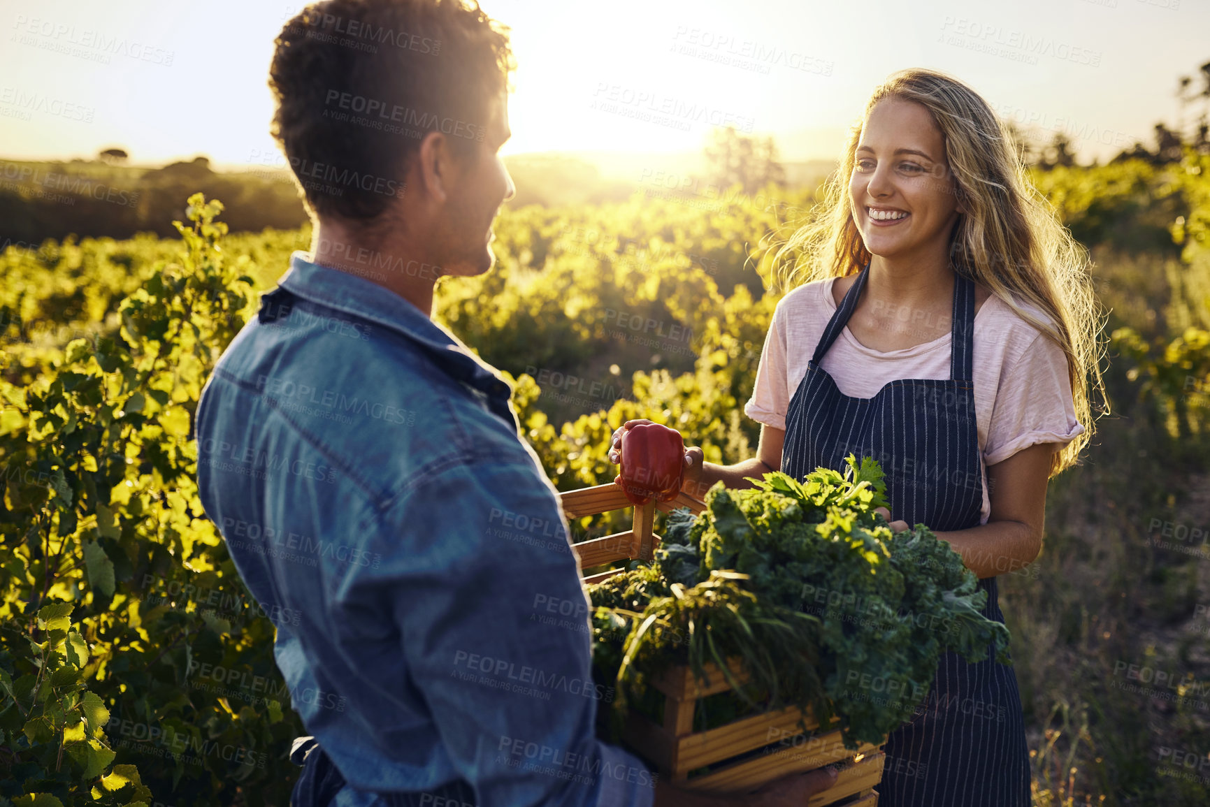 Buy stock photo Farming, couple and plants or vegetables basket for support, teamwork or helping farmer in agriculture. People talking of sustainable business, field or land crops with produce box for supply chain