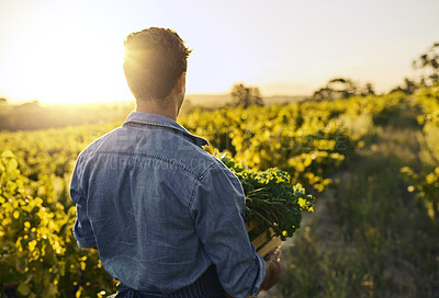 Buy stock photo Rearview shot of a young man holding a crate full of freshly picked produce on a farm